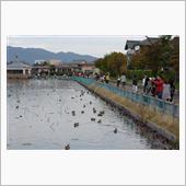 瓢湖白鳥撮影（10/22）