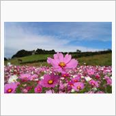 長崎 あぐりの丘 秋桜☆彡