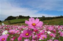 長崎 あぐりの丘 秋桜☆彡