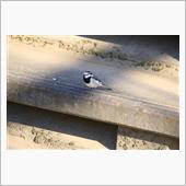 野鳥撮影2016～逆川緑地～