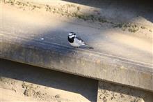 野鳥撮影2016～逆川緑地～