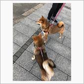 遂に遭遇！