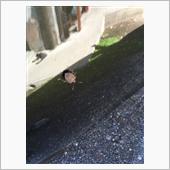 今シーズン
