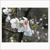 桜山公園