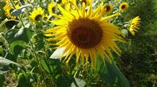 🌻ヒマワリを見に・・・