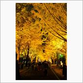 北海道大学　イチョウ並木のラ ...