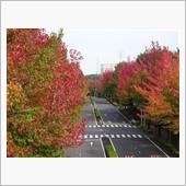 地元の紅葉ネタ(^-^)