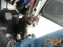 こんちゃわ子猫さん｡｡｡(^◇^;)