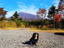 ゆず散歩…紅葉と秋に咲く桜と夜景