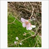 2016年11月 四季桜祭り ...