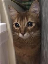 こまちちゃん病院へ！でも、大丈夫〜