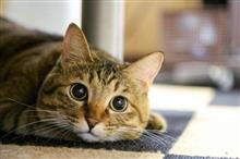「た～ぼ君のジョリ日記　其之弐」
