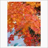 三河も紅葉シーズン間近です。