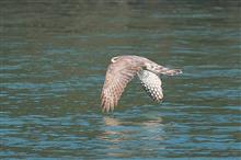 鳥撮りも不調でした