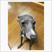 情けない…。