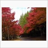 紅葉（別の日）