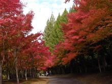 紅葉（別の日）