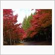 紅葉（別の日）