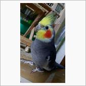 我が家の鳥さん近況(笑)