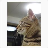 ニャンコの名前が決まりました