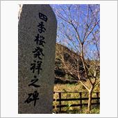 今日の四季桜