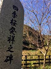 今日の四季桜