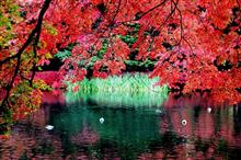 紅葉ドライブ2016軽井沢