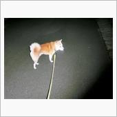 今夜寒くなりました