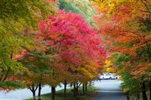 紅葉真っ盛りの「もみじ湖」