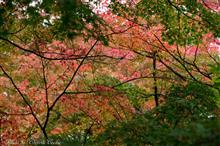 懐古園の紅葉は，まだ早い！