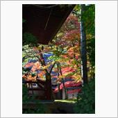 まだ早かった中尊寺の紅葉