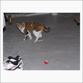ちびねこ　2016/11/05