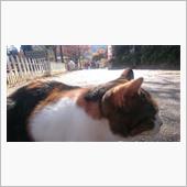 今日見つけた猫