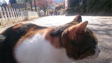 今日見つけた猫