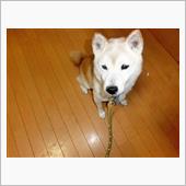 お座りできますが　待ては2秒 ...