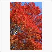 浅間・軽井沢の紅葉