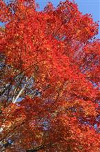 浅間・軽井沢の紅葉