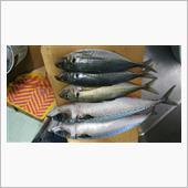 おさかなフェスタ南伊勢【🐟 ...