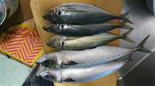 おさかなフェスタ南伊勢【🐟】魚を食べに行ってきました