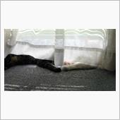 手が出てるので見てみると、な ...