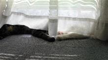 手が出てるので見てみると、なぜか琵琶湖に行く事に...