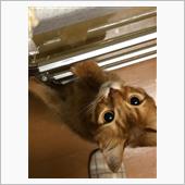こまちちゃん、病院にいってき ...