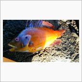 危険魚？