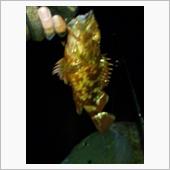 孤独の釣り