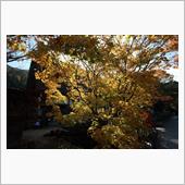 2016年の紅葉⑥：白川郷と ...