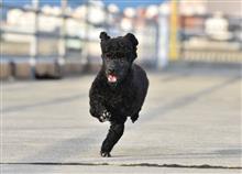 忠犬カール、エアロのガリ傷を発見！