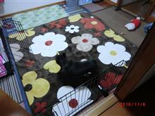 カーペット新調