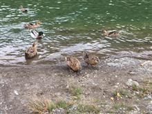紀中 秋の遠足へ　野生のカモに餌をあげに行く