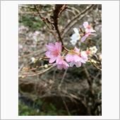 今日の四季桜20161107