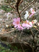 今日の四季桜20161107